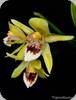 Coelogyne marmorata